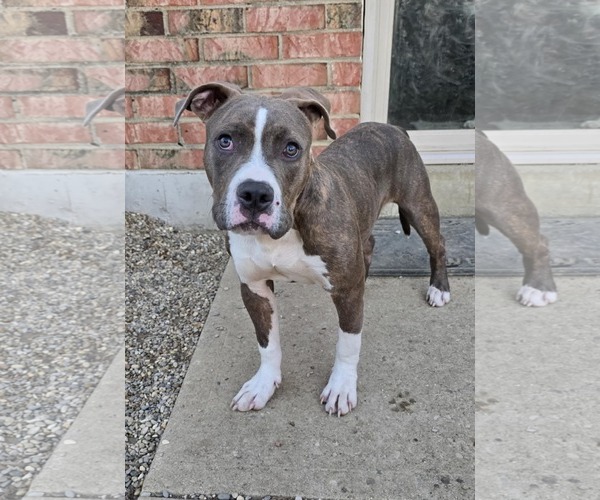 Medium Photo #2 American Pit Bull Terrier-Unknown Mix Puppy For Sale in Germantown, OH, USA