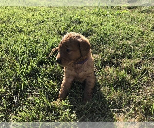 Medium Photo #14 Golden Retriever Puppy For Sale in WAYNESVILLE, MO, USA