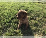 Small Photo #14 Golden Retriever Puppy For Sale in WAYNESVILLE, MO, USA