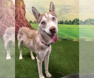 Siberian Husky-Unknown Mix Dogs for adoption in Euless, TX, USA