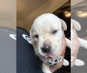 Labrador Retriever Puppy for sale in OSYKA, MS, USA