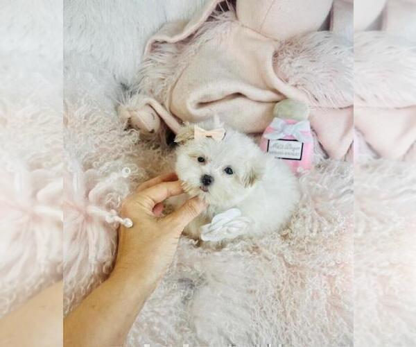Medium Photo #18 Maltese Puppy For Sale in JACKSONVILLE, FL, USA