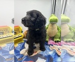 Small Photo #10 Goldendoodle Puppy For Sale in NORTH SMITHFIELD, RI, USA