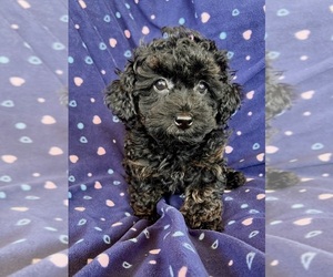 Poodle (Toy) Puppy for sale in Lexington, NC, USA