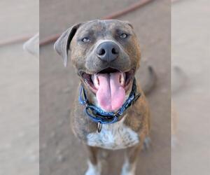 American Pit Bull Terrier-Catahoula Leopard Dog Mix Dogs for adoption in Sacramento, CA, USA