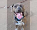 Small American Pit Bull Terrier-Catahoula Leopard Dog Mix