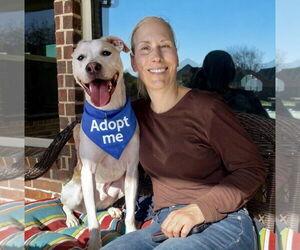 McFuffin - Male Pointer-Unknown Mix Dog for Adoption - Photo #7