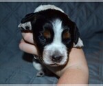 Small Photo #39 English Springer Spaniel Puppy For Sale in LITCHFIELD, MN, USA