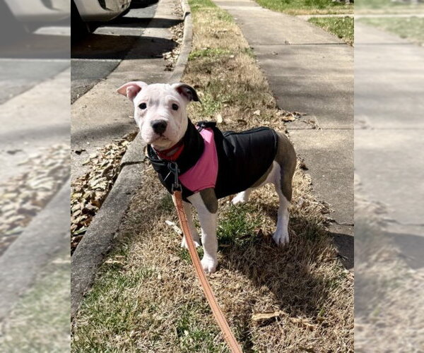 Medium Photo #3 Mutt Puppy For Sale in Spotsylvania, VA, USA