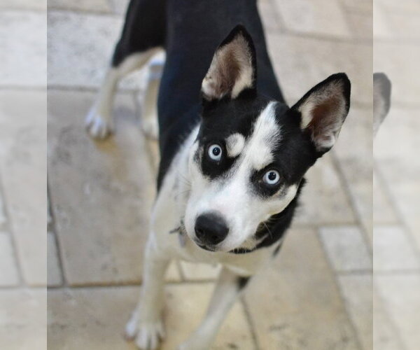 Medium Photo #2 Siberian Husky Puppy For Sale in Germanton, TN, USA