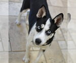 Small #1 Siberian Husky