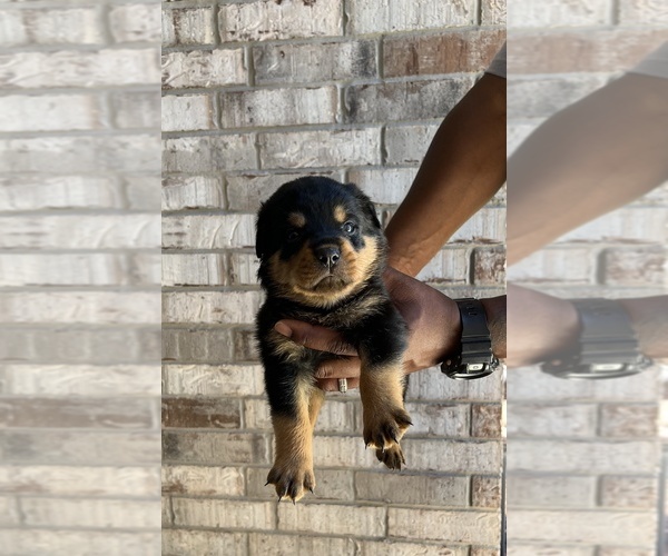 Medium Photo #3 Rottweiler Puppy For Sale in FORT WORTH, TX, USA