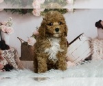 Puppy Nasa AKC Poodle (Miniature)