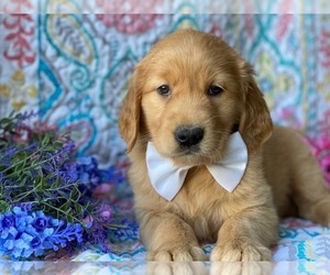 Golden Retriever Puppy for sale in LANCASTER, PA, USA