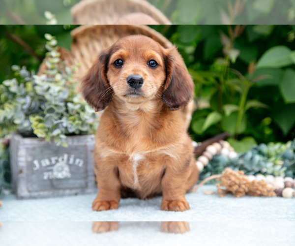Medium Photo #2 Dachshund Puppy For Sale in ELIZABETHTOWN, PA, USA