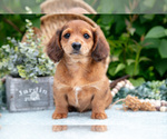 Small #1 Dachshund