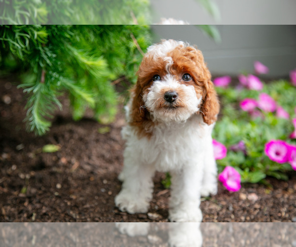 Medium Photo #4 Poodle (Miniature) Puppy For Sale in FREDERICKSBURG, OH, USA