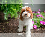 Small #3 Poodle (Miniature)