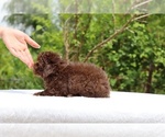 Small #14 ShihPoo