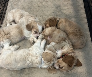 Cock-A-Poo Puppy for sale in ELGIN, TX, USA