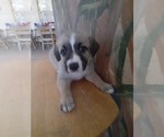 Puppy 8 German Shepherd Dog-Old English Sheepdog Mix