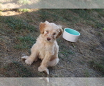 Puppy Rosa Goldendoodle