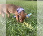 Small #5 Labrador Retriever Mix