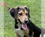 Clover - Female Beagle Dog for Adoption - Small photo