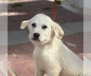 Great Pyrenees-Unknown Mix Dogs for adoption in Yardley, PA, USA
