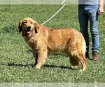 Small Photo #1 Golden Retriever Puppy For Sale in NEOLA, WV, USA