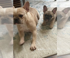 French Bulldog Puppy for Sale in KATY, Texas USA