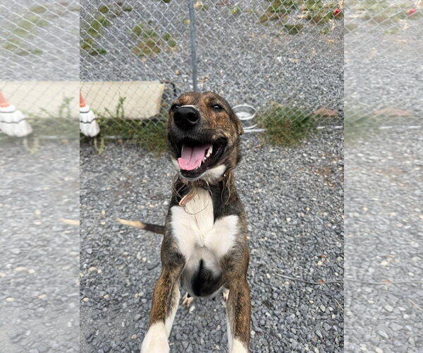 Medium Photo #1 Mutt Puppy For Sale in Hinton, WV, USA
