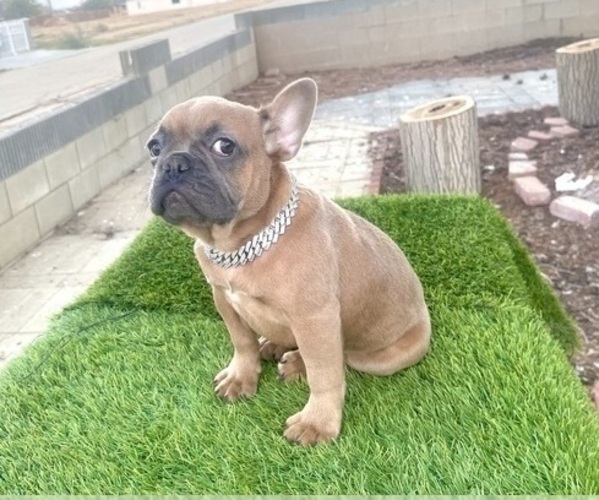 Medium Photo #1 French Bulldog Puppy For Sale in HOUSTON, TX, USA