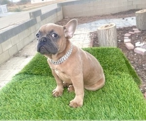 French Bulldog Puppy for sale in HOUSTON, TX, USA