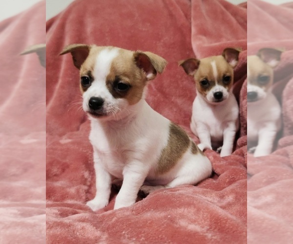 Medium Photo #2 Chihuahua Puppy For Sale in MOUNT AIRY, NC, USA