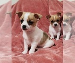 Small #1 Chihuahua