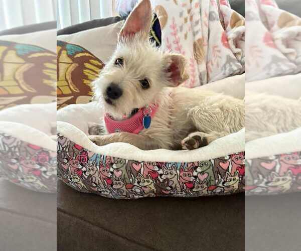 Medium Photo #1 Mutt Puppy For Sale in San Diego, CA, USA