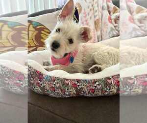 Mutt Dogs for adoption in San Diego, CA, USA