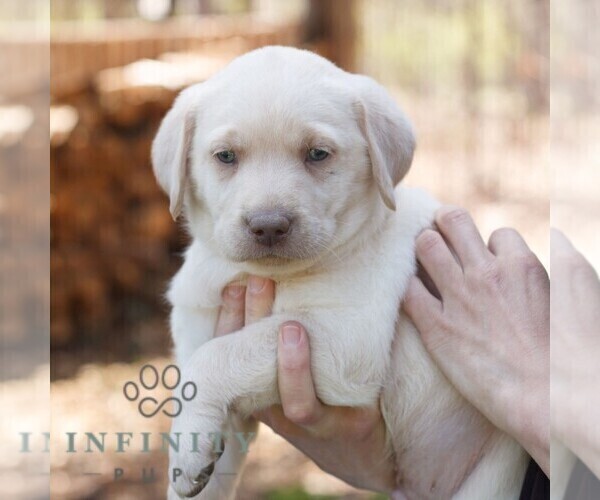 Medium Photo #1 Labrador Retriever Puppy For Sale in NARVON, PA, USA