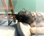 Small #5 Norwegian Elkhound