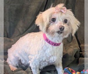 Maltese Dogs for adoption in Bon Carbo, CO, USA
