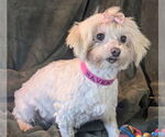 Small Maltese