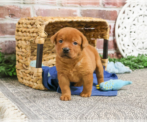 Labrador Retriever Puppy for sale in SYRACUSE, IN, USA