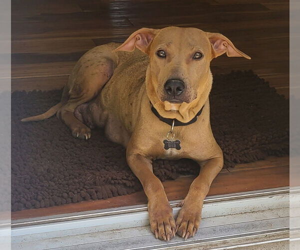 Medium Photo #2 Labrador Retriever-Unknown Mix Puppy For Sale in Rockaway, NJ, USA