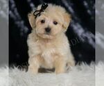 Small Photo #28 Maltipoo (Miniature) Puppy For Sale in WARSAW, IN, USA