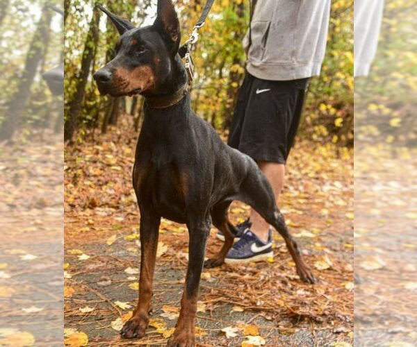 Medium Photo #32 Doberman Pinscher Puppy For Sale in FORT LAUDERDALE, FL, USA