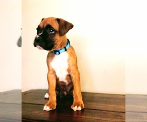 Boxer Puppy for sale in MILFORD, IN, USA