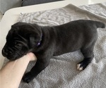 Small #40 Cane Corso