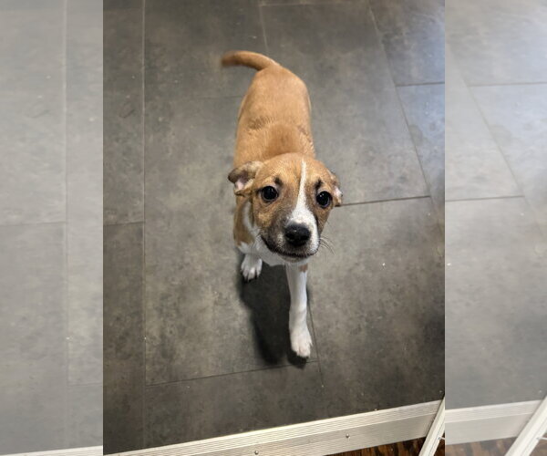 Medium Photo #5 Australian Shepherd-Chihuahua Mix Puppy For Sale in Mechanicsburg, PA, USA