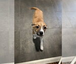 Small #4 Australian Shepherd-Chihuahua Mix